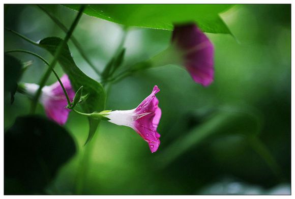 雨后喇叭花