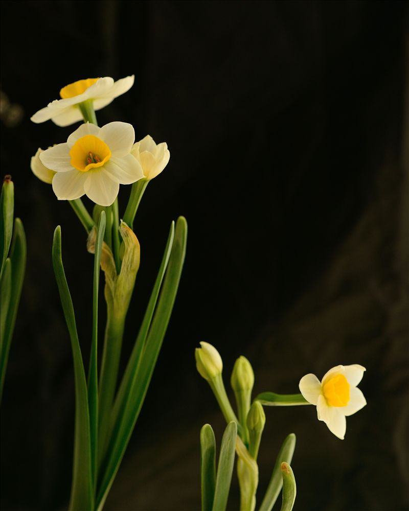 水仙花的花语