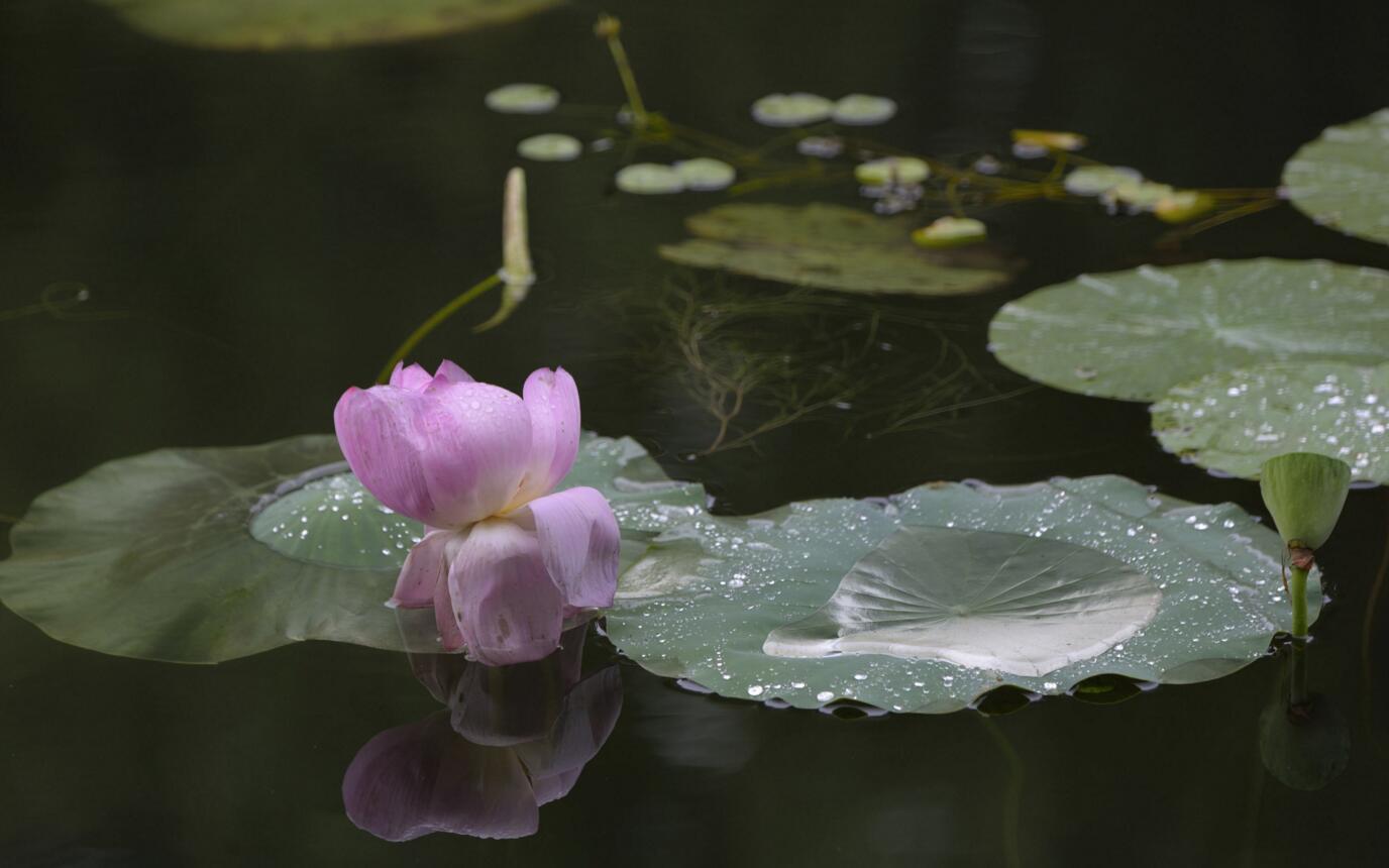 雨后荷花圖