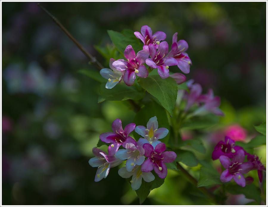 錦帶花開(kāi)