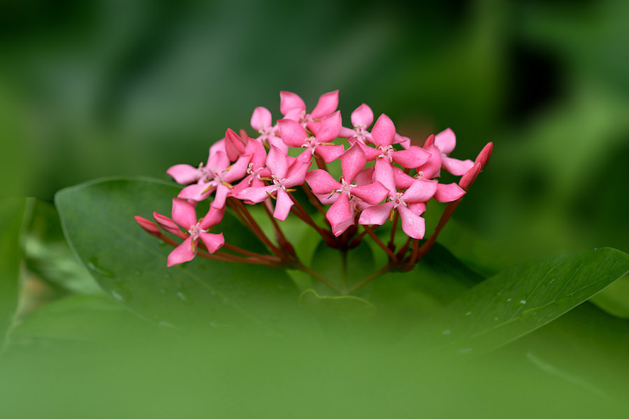 龙船花赏析图