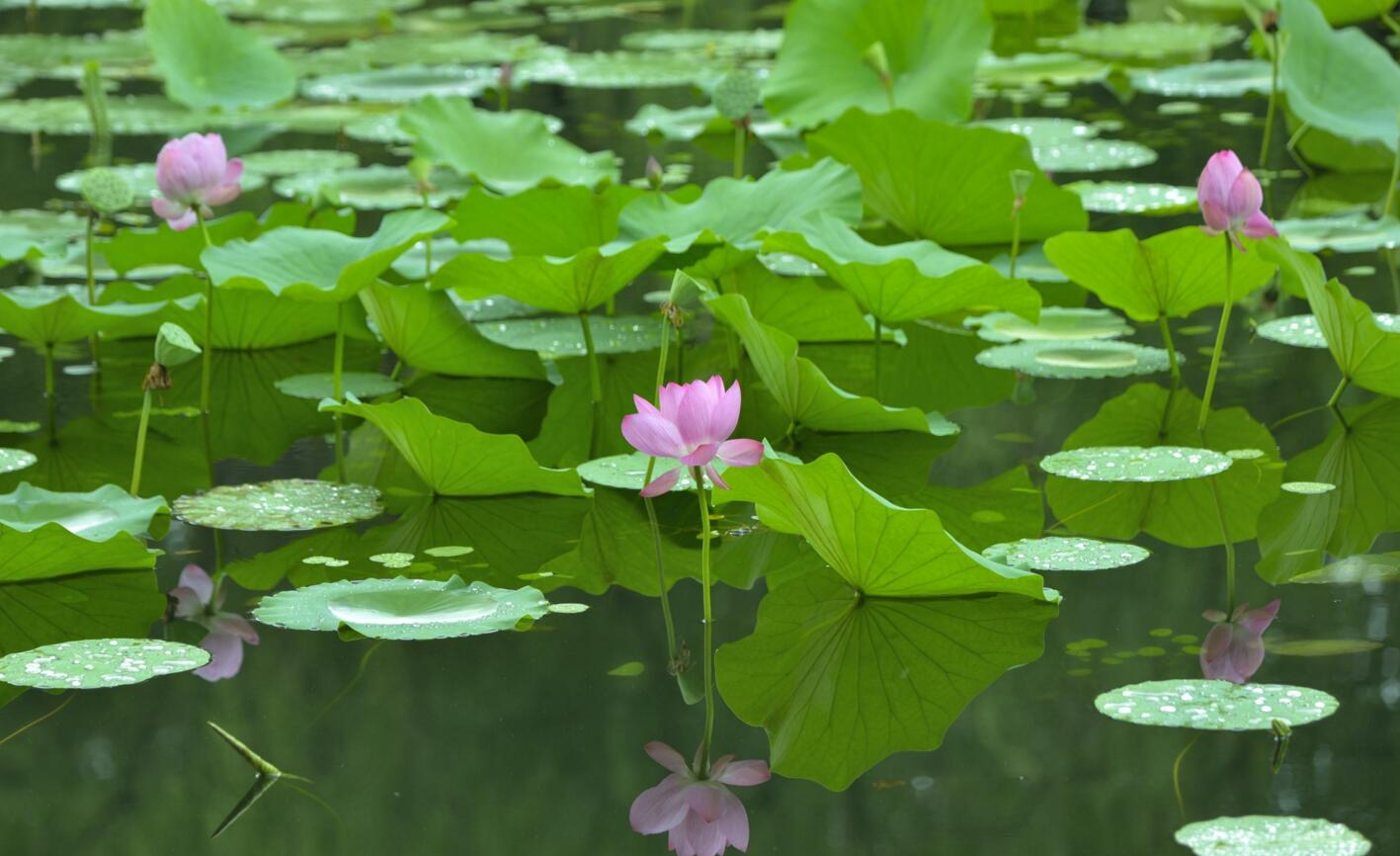 雨后荷花圖