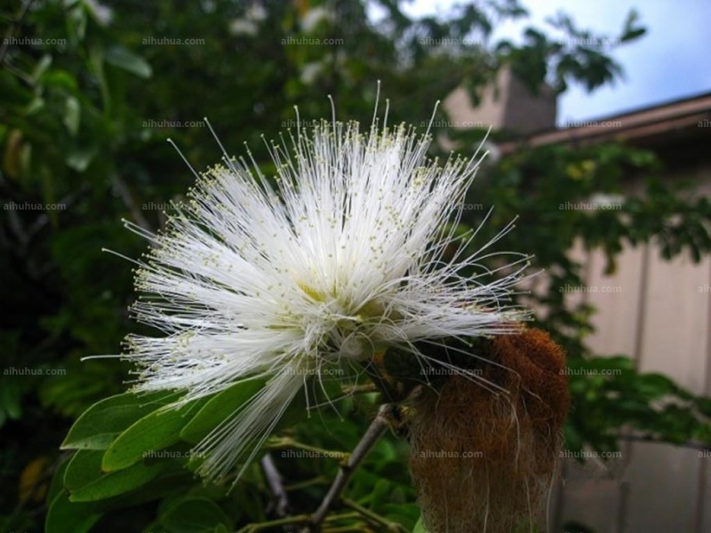 朱纓花圖片