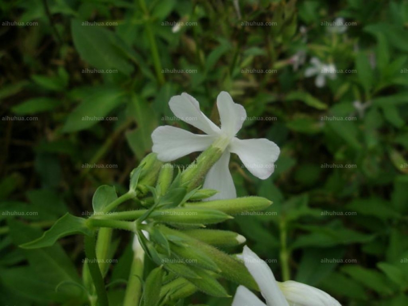 肥皂草圖片