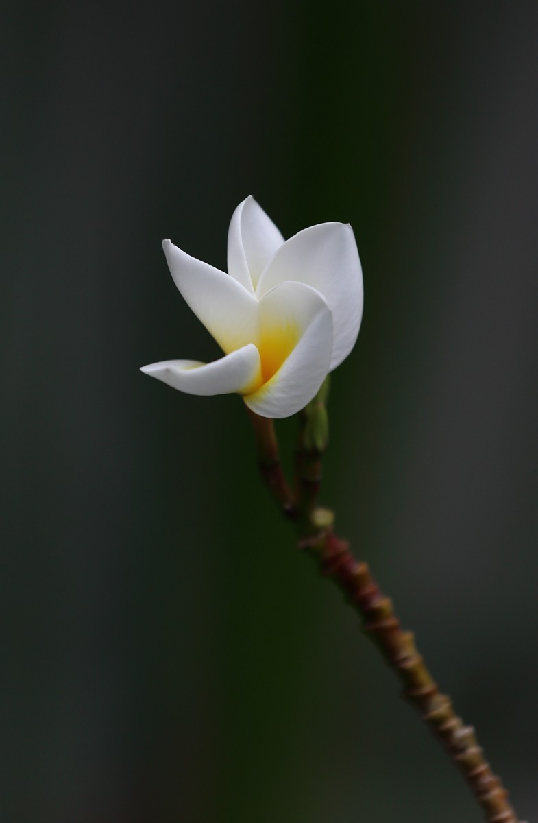 枝頭俏麗的雞蛋花