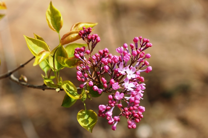 粉色丁香花圖片