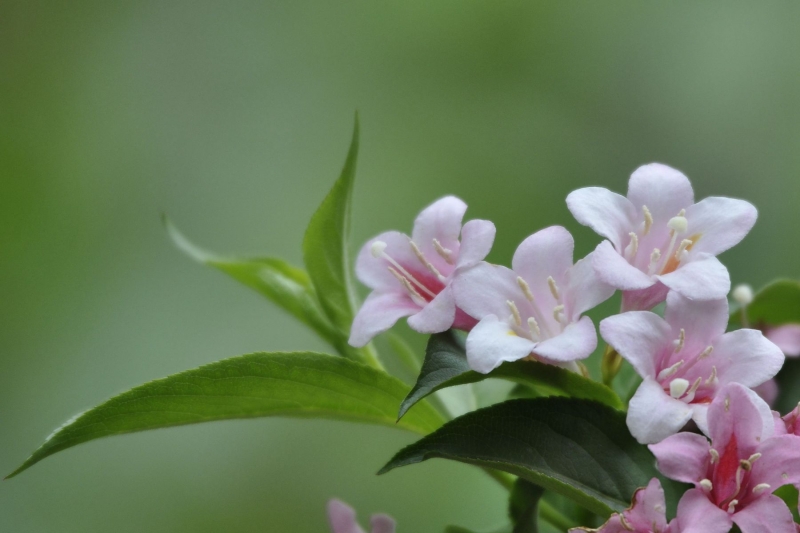 錦帶花圖片