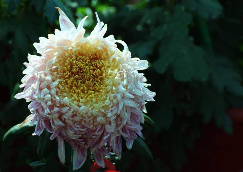 北京植物园菊花图片