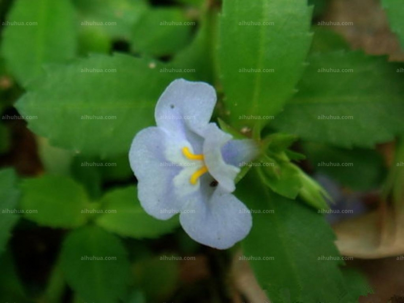 泥花草图片