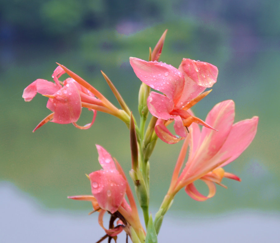 盛開(kāi)的姜花