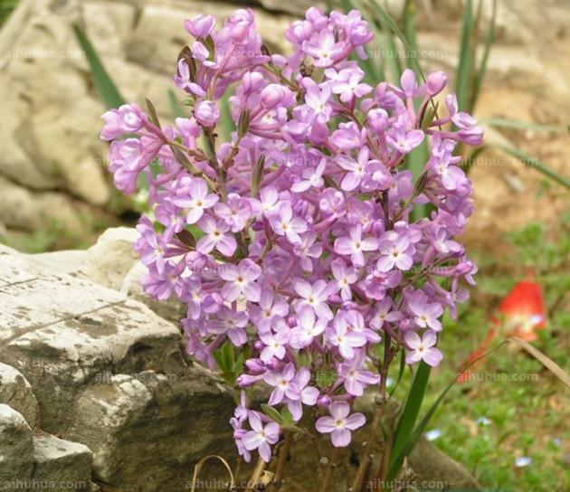 芫花圖片