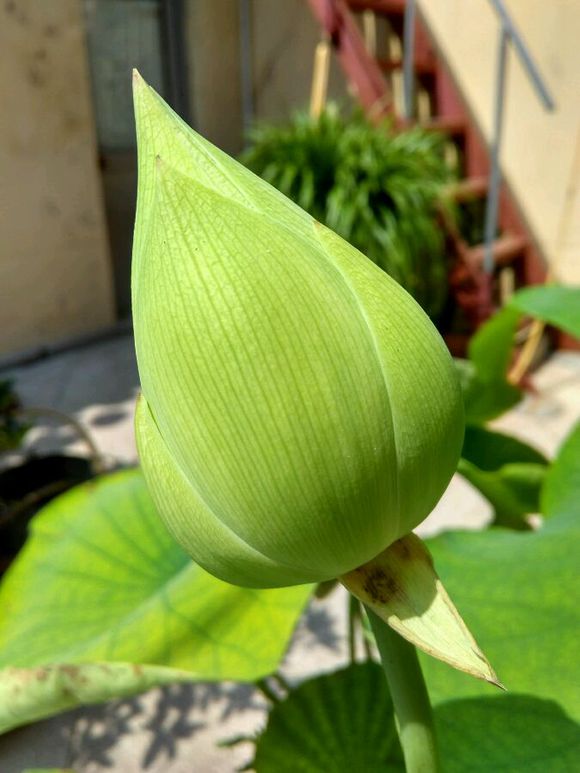 荷花開花記