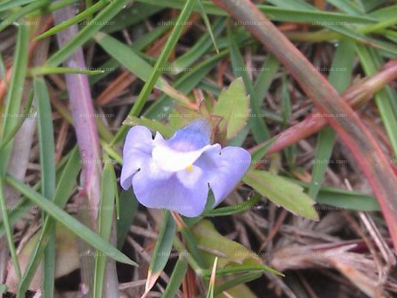 泥花草圖片