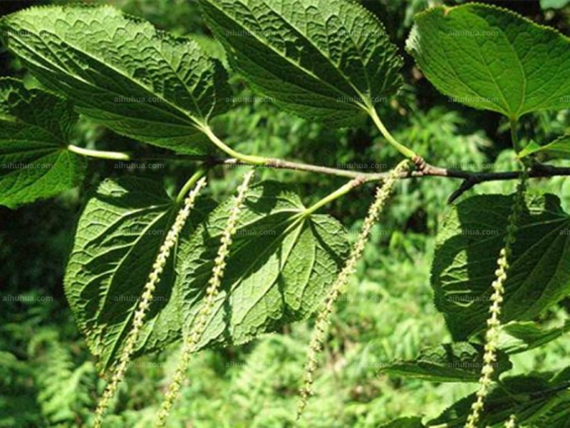 水青樹(shù)圖片