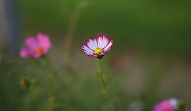 美麗格桑花圖片