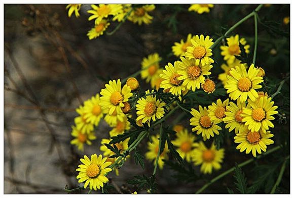 野生山菊花