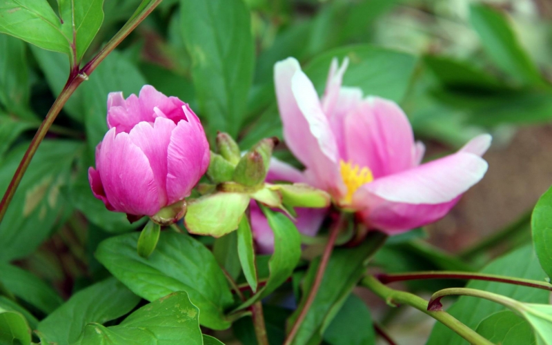 粉色芍藥花圖片