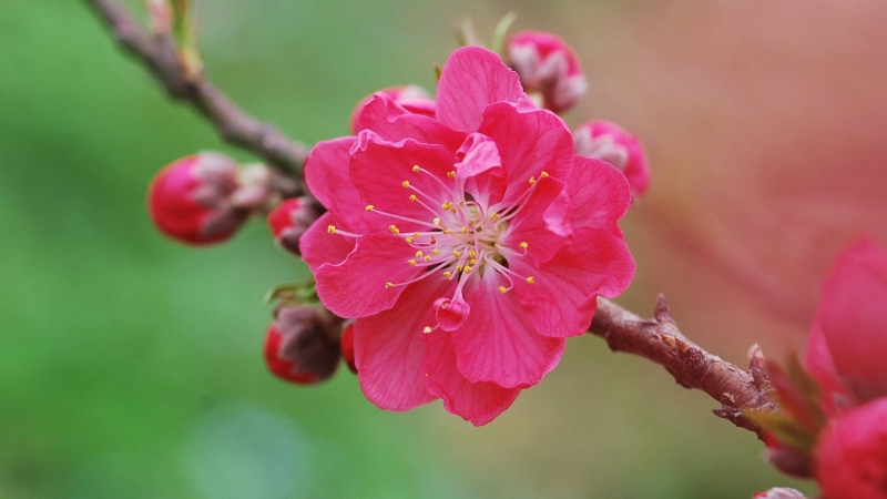 紅色千葉桃花圖片