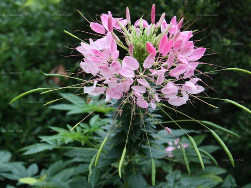 醉蝶花的图片