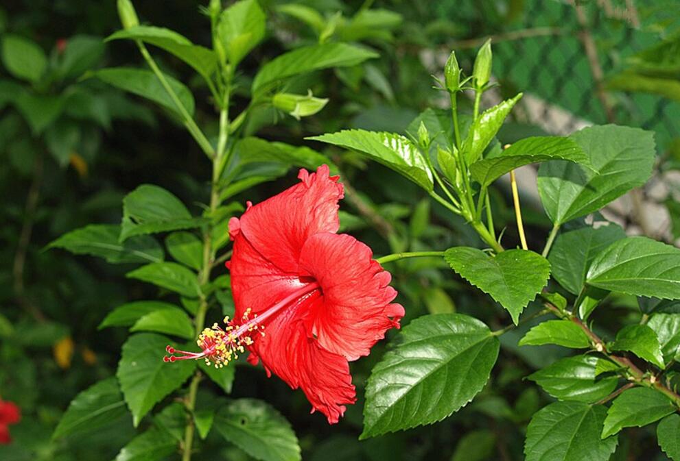 大紅扶花圖片