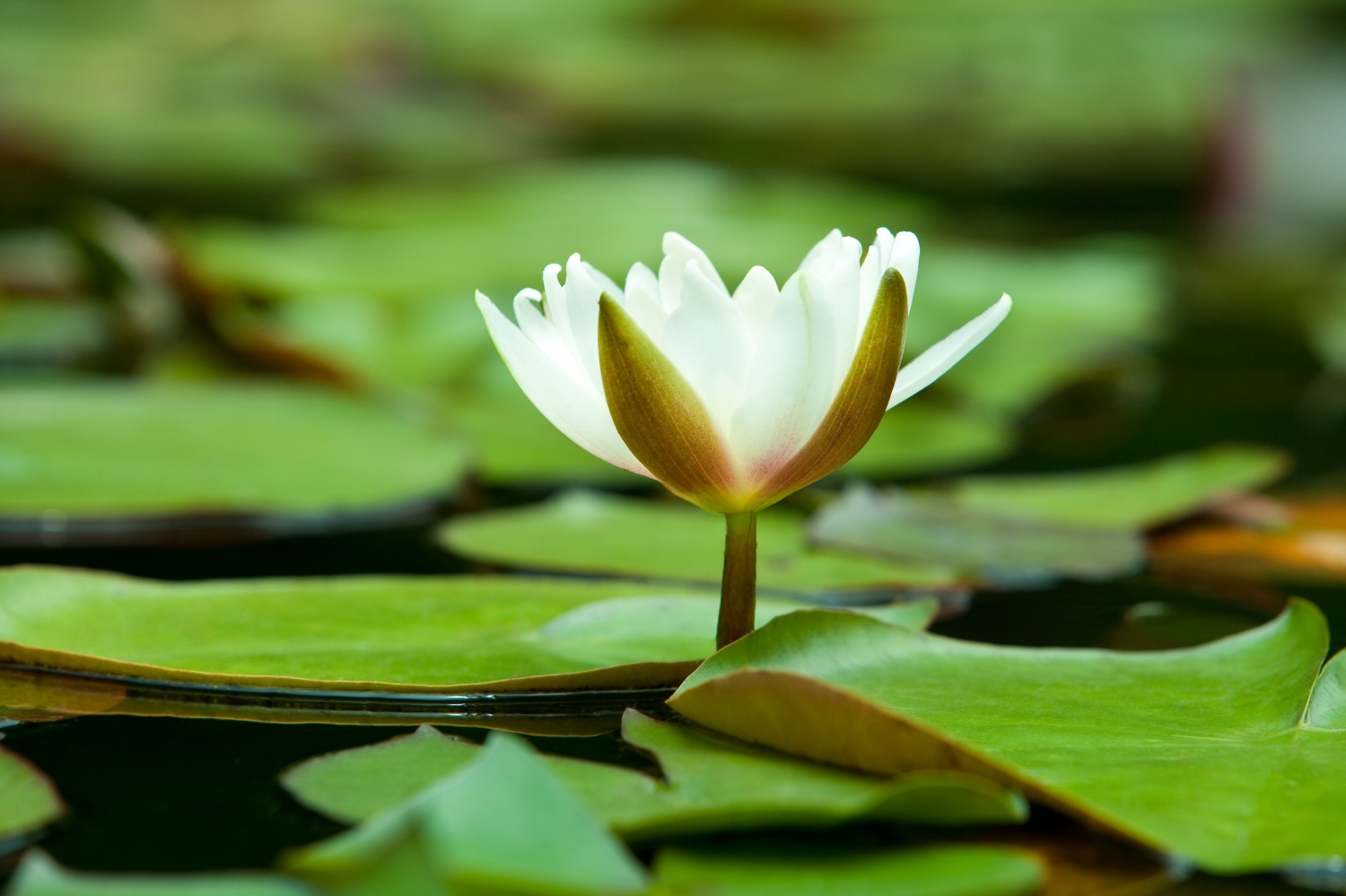 野生莲花图片