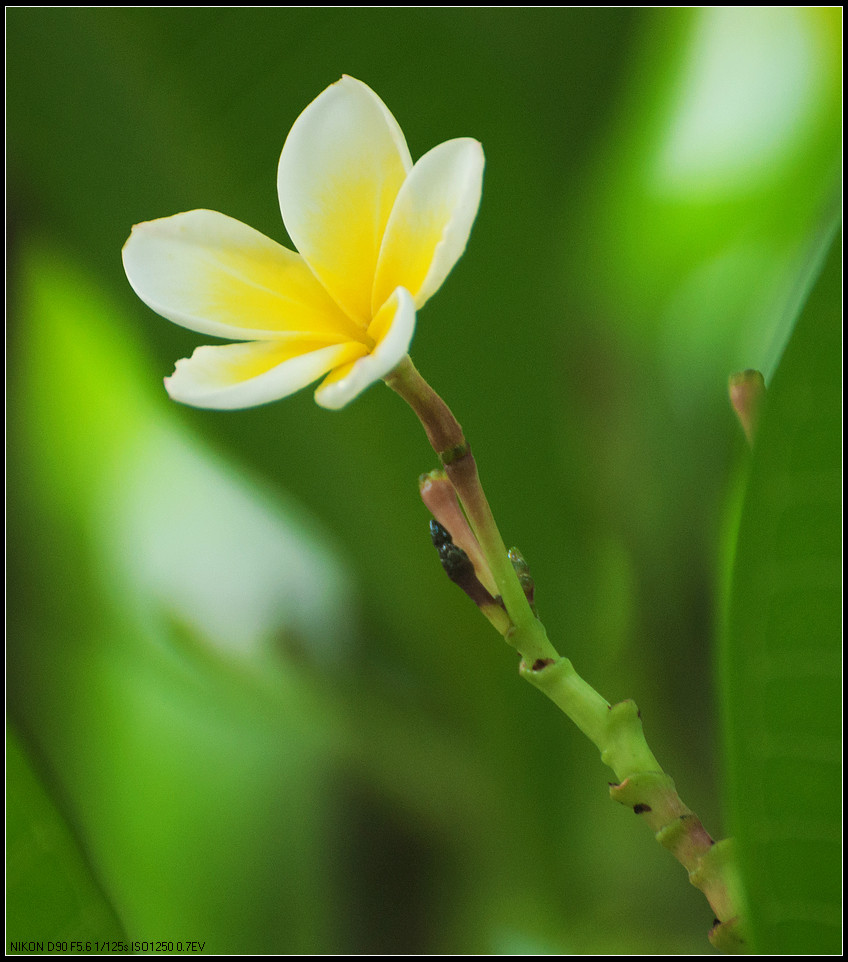 雞蛋花小品一組