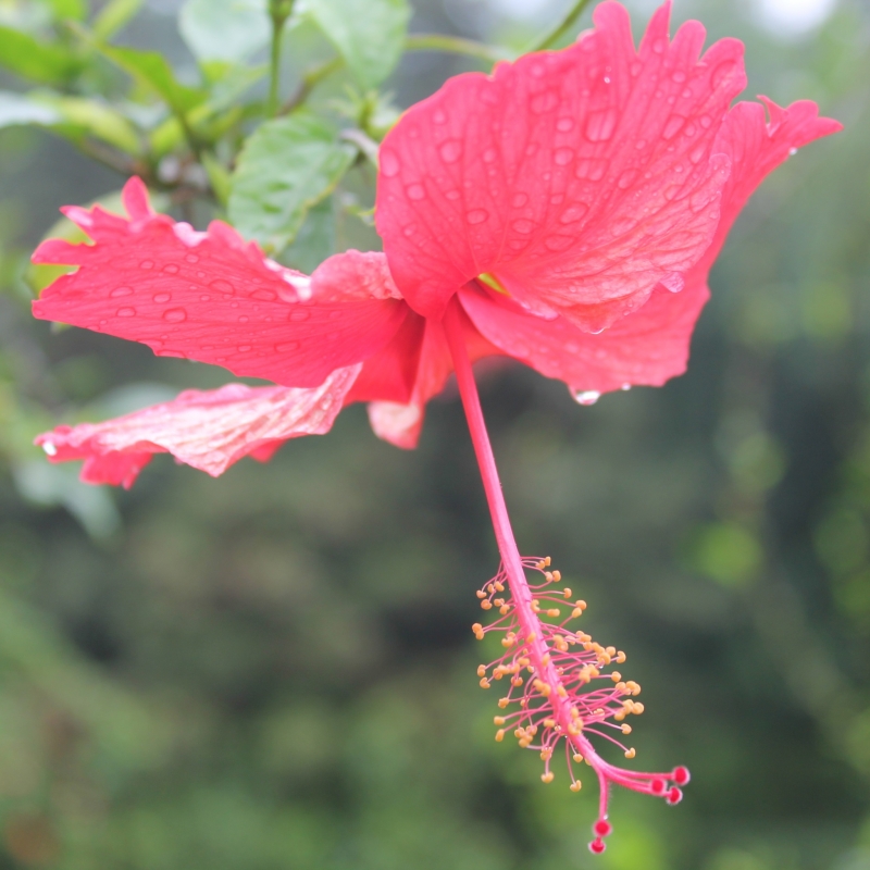 雨后的朱瑾花圖片