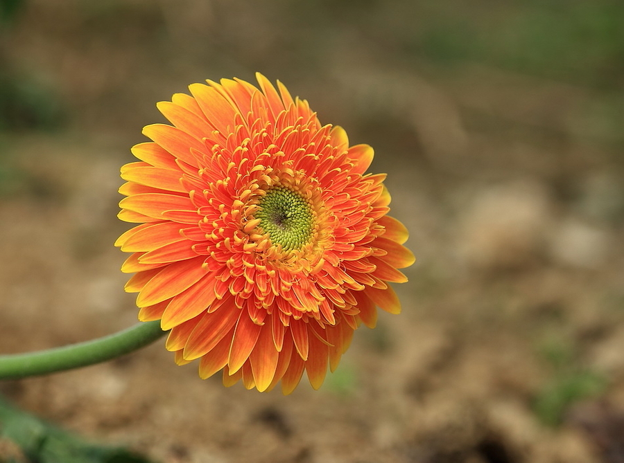 非洲菊賞析組圖