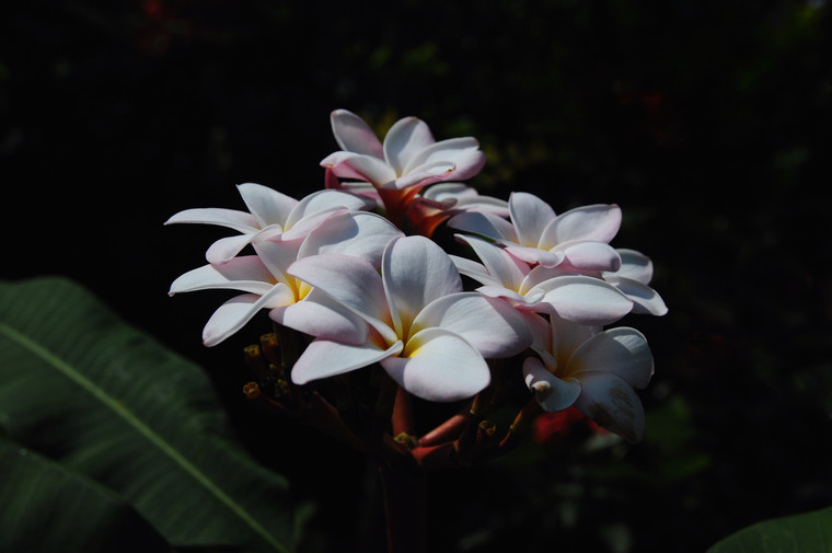 三亚那些鸡蛋花