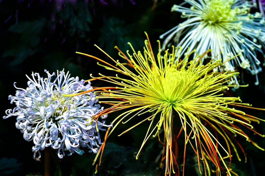 菊花北海公園花展