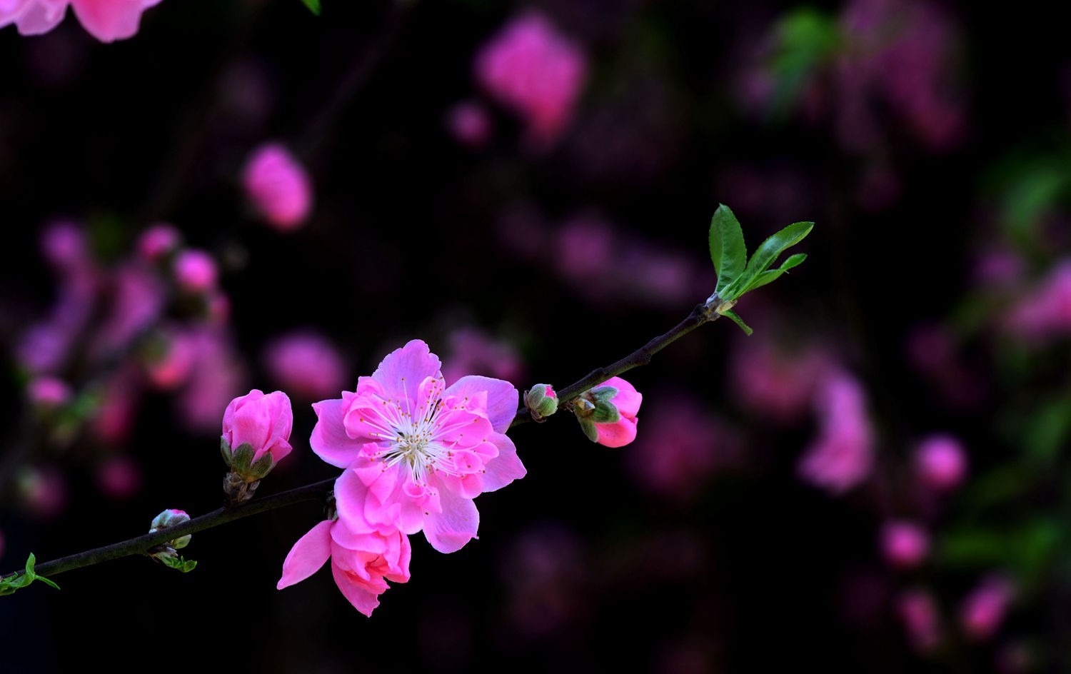 粉红色的记忆桃花