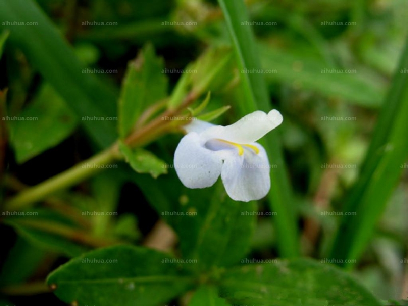 泥花草图片