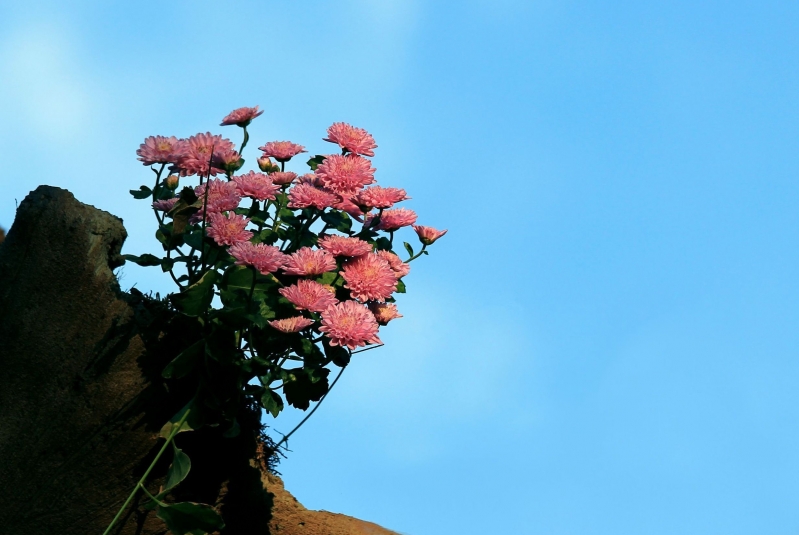 一叢小菊花圖片