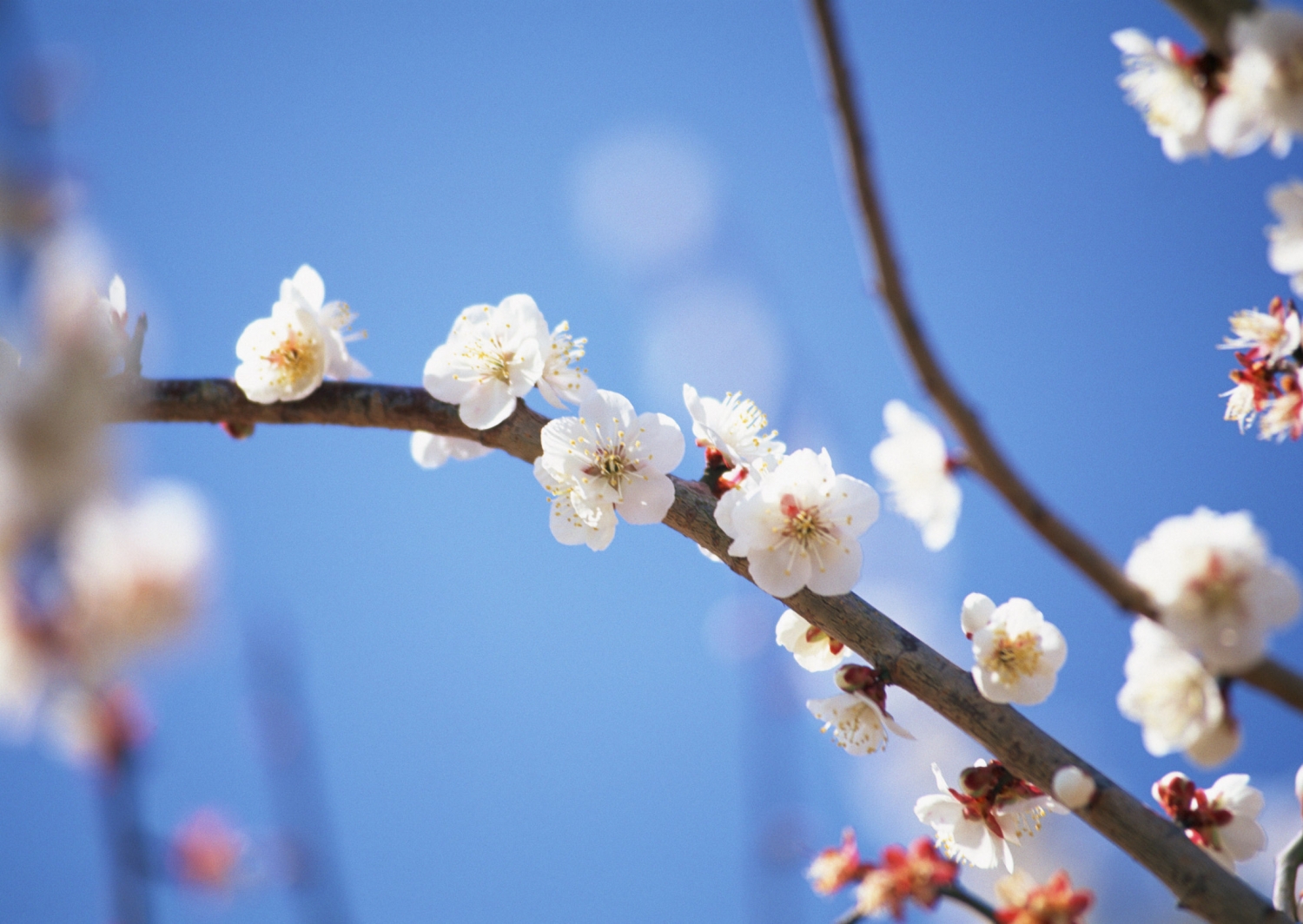 高清桃花圖片