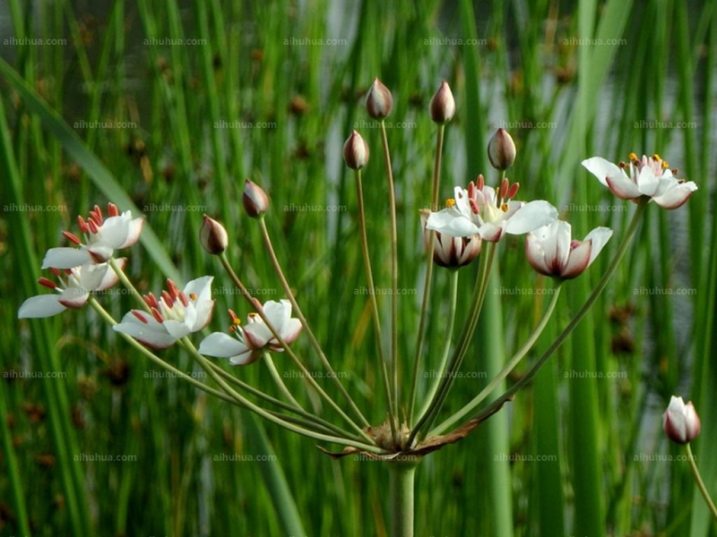 花藺圖片