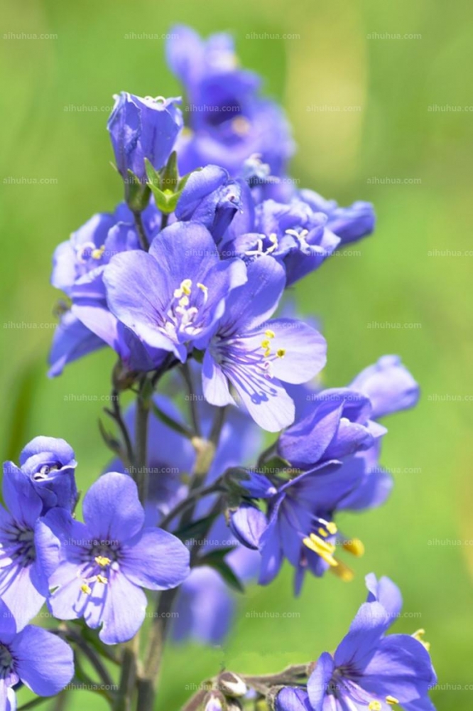 花荵圖片