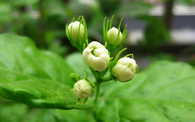 茉莉花的图片