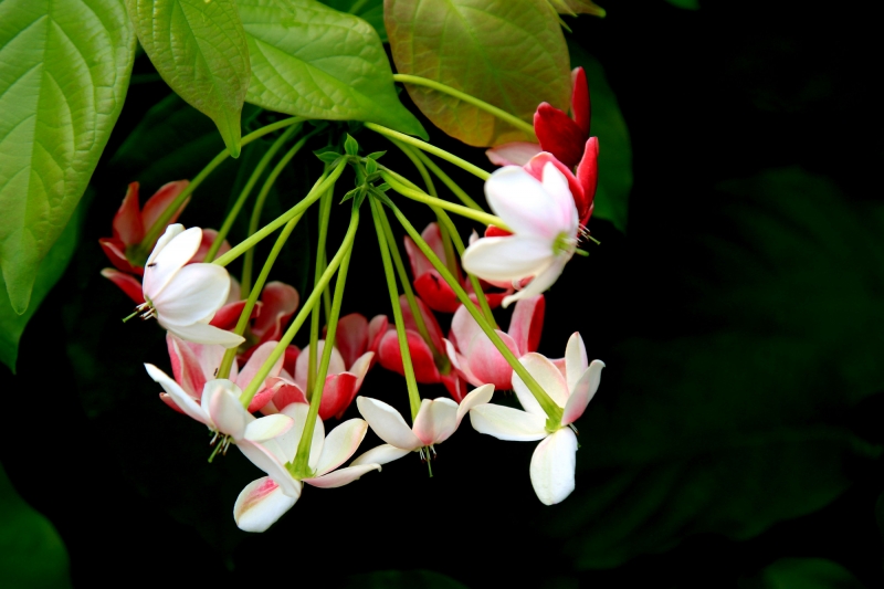 使君子花圖片