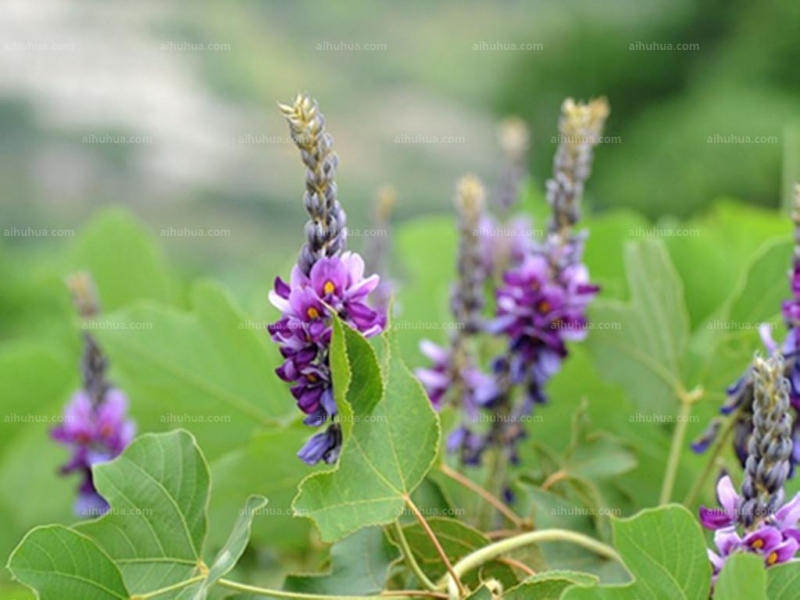 葛花圖片