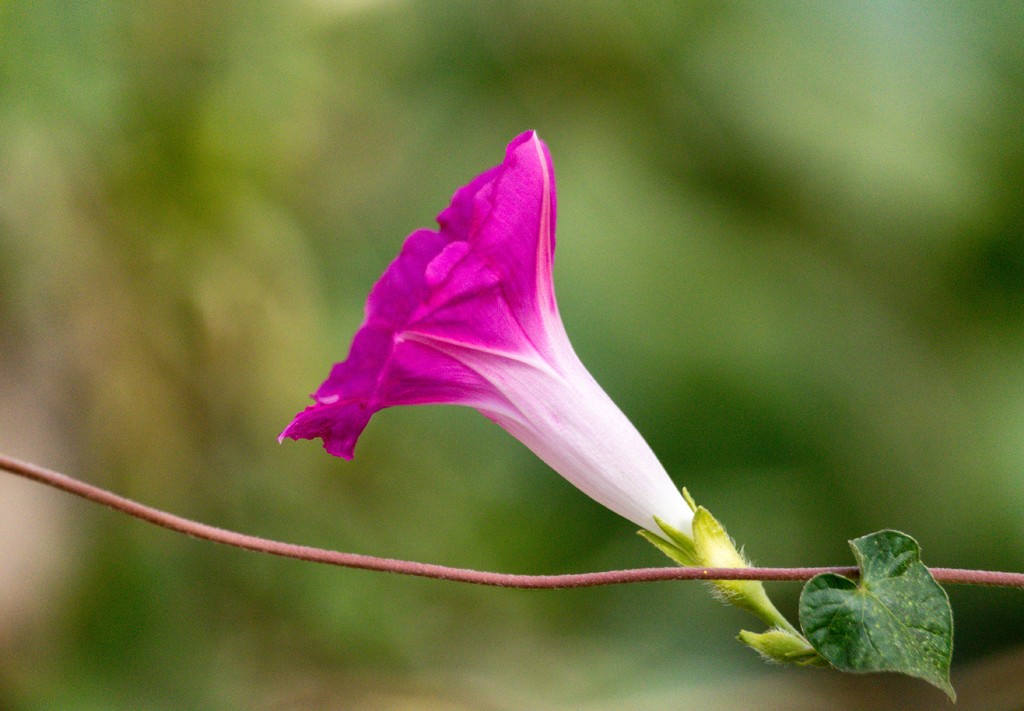 小小喇叭花