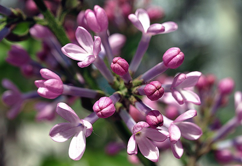 芳香四溢丁香花