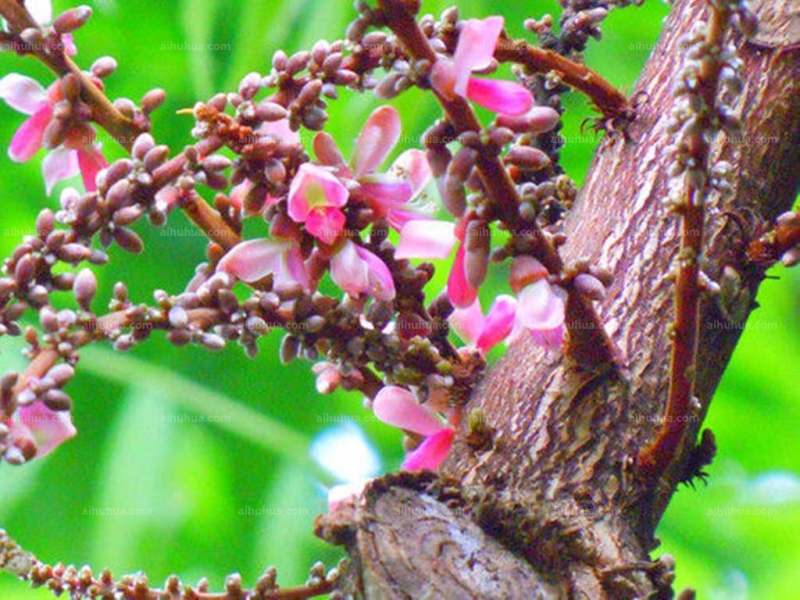 干花豆图片