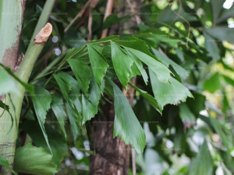 鱼尾葵图片