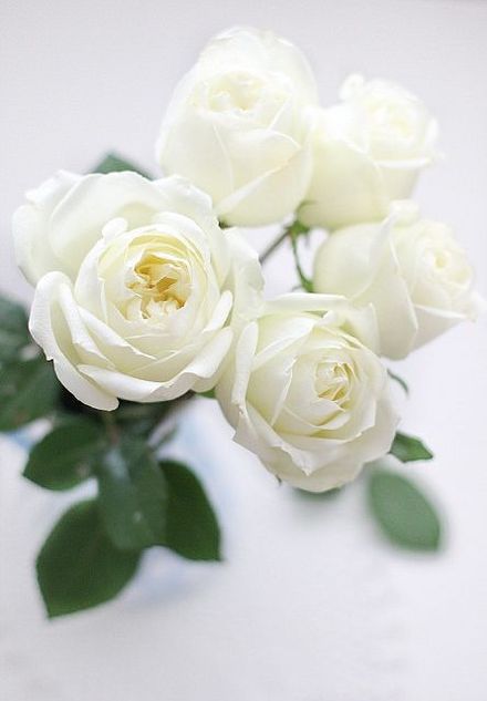 高清白玫瑰图片