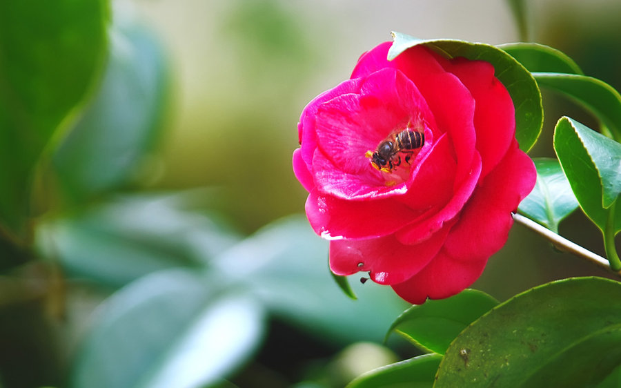 山茶花高清圖片