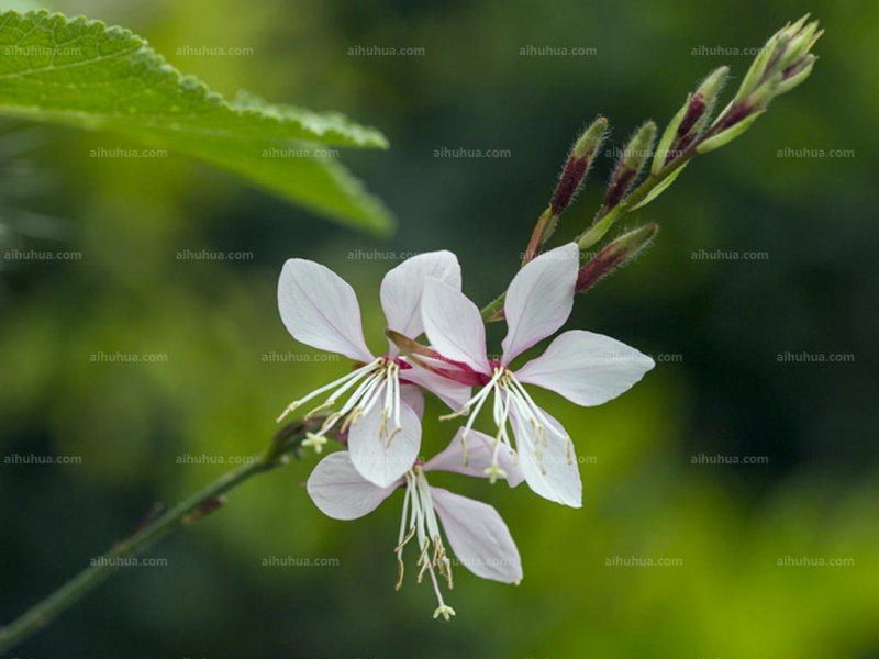 山桃草圖片