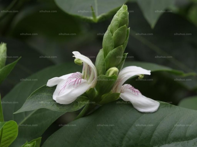 鴨嘴花圖片