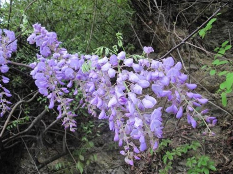 葛花圖片