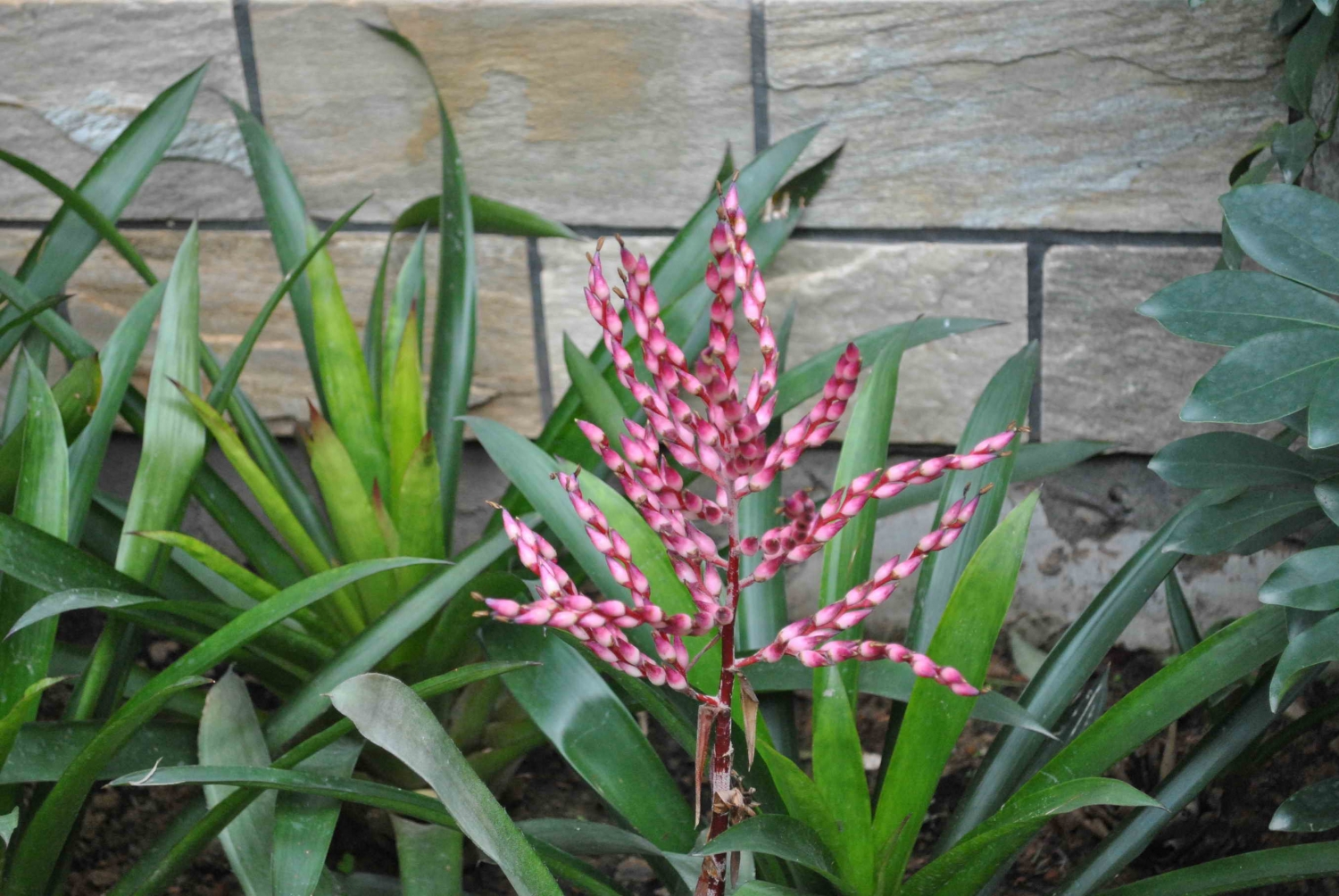 火烈鳥鳳梨花圖片