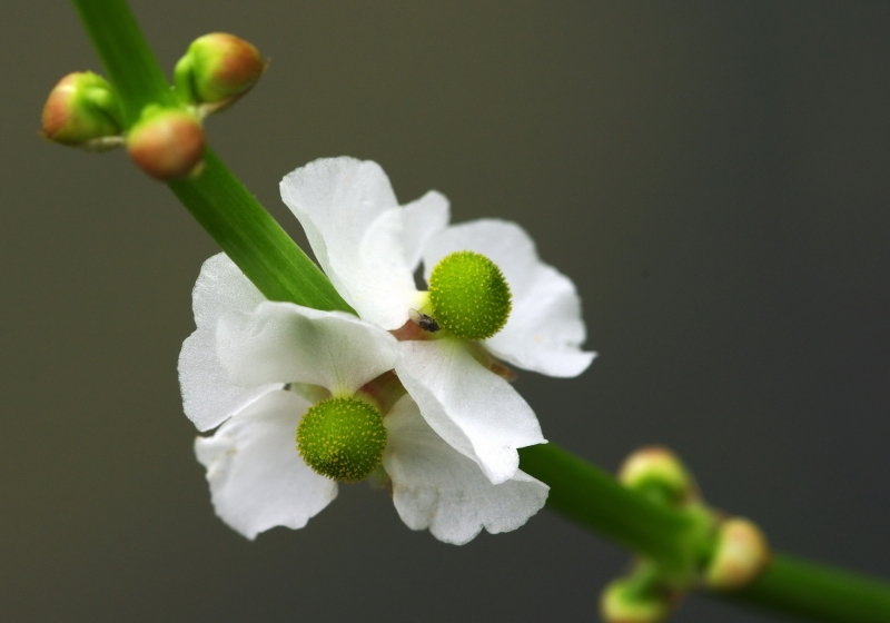 慈姑花图片